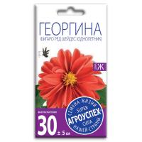 георгина ред