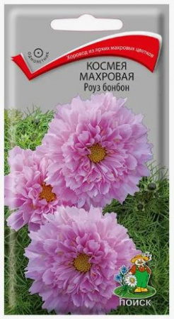 Космея Махровая Роуз бонбон